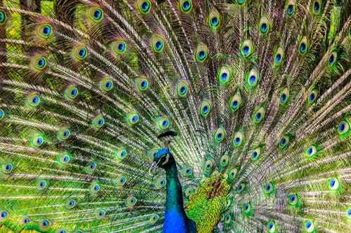 77b7f1868cc917f1ee487dd74403a353peacock-pen-alluring-yet-lure-65894.jpeg