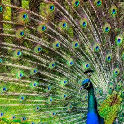 77b7f1868cc917f1ee487dd74403a353peacock-pen-alluring-yet-lure-65894.jpeg